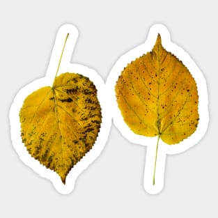 Autumn Maple Leaf Sticker